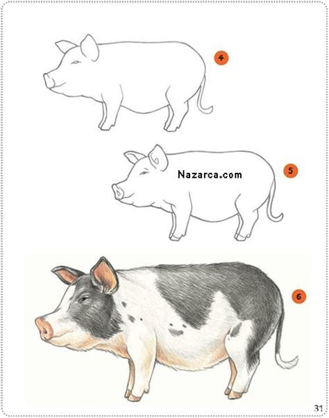 kolay domuz çizimi